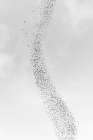 Blackbird murmuration, Bosque del Apache National Wildlife Refuge, New Mexico Art Print